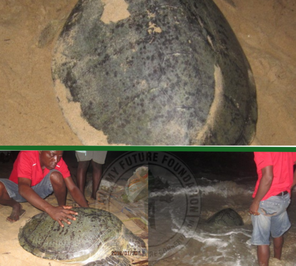 Liberia Sea Turtle Project